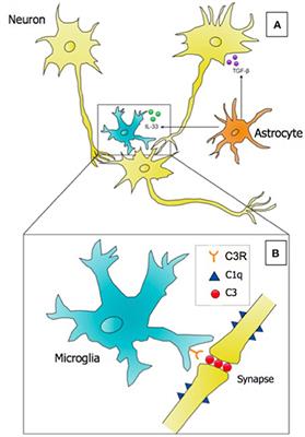 Microglia: Immune Regulators of Neurodevelopment